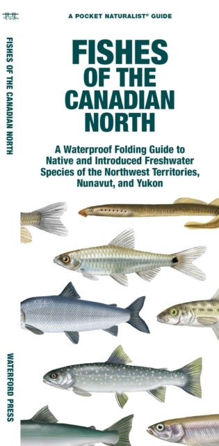 Fishes of the Canadian North - A Folding Guide to Native and Introduced Freshwater Species of the Northwest Territories, Nunavut and Yukon