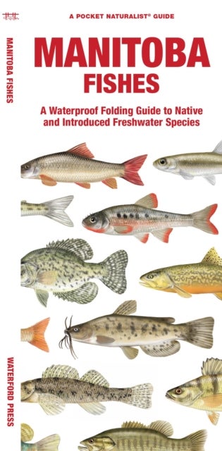 Manitoba Fishes - A Folding Guide to Native and Introduced Freshwater Species