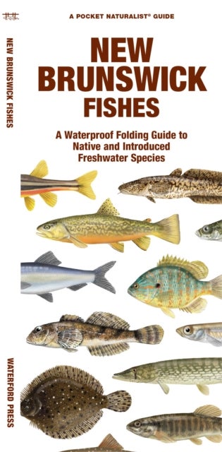 New Brunswick Fishes - A Folding Guide to Native and Introduced Freshwater Species