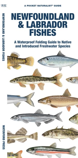 Newfoundland & Labrador Fishes - A Waterproof Folding Guide to Native and Introduced Freshwater Species
