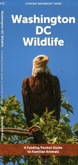 Washington DC Wildlife - A Folding Pocket Guide to Familiar Animals