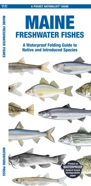 Maine Freshwater Fishes - A Waterproof Folding Guide to Native and Introduced Species