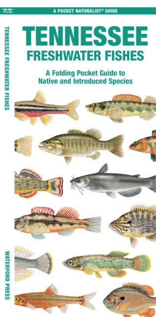 Tennessee Freshwater Fishes - A Folding Guide to Native and Introduced Species