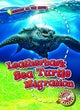 Leatherback Sea Turtle Migration