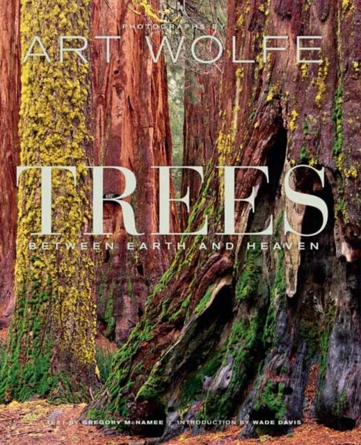 Trees - Between Heaven and Earth