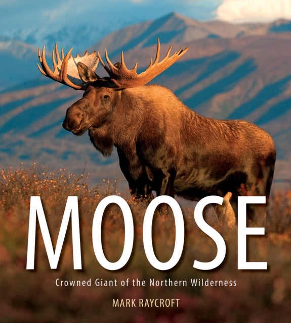 Moose - Crowned Giant of the Northern Wilderness
