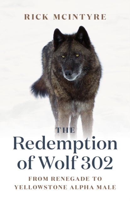 The Redemption of Wolf 302 - From Renegade to Yellowstone Alpha Male