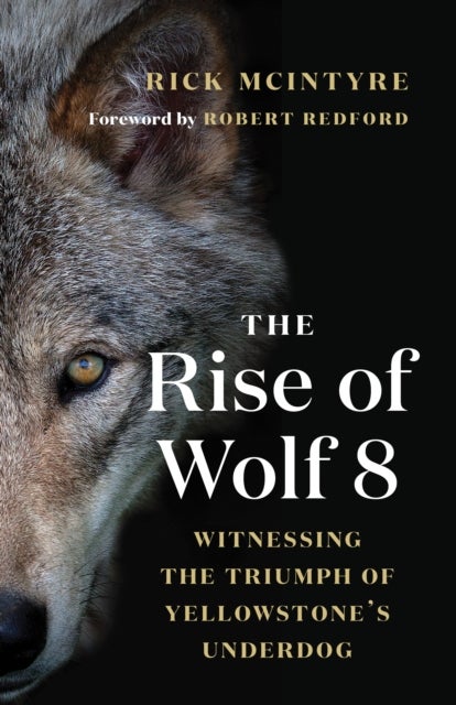 The Rise of Wolf 8 - Witnessing the Triumph of Yellowstone's Underdog