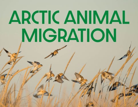 Arctic Animal Migration - English Edition