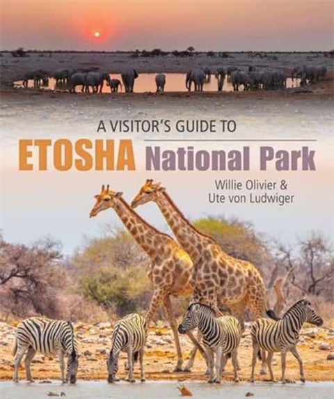 A Visitor’s Guide to Etosha National Park