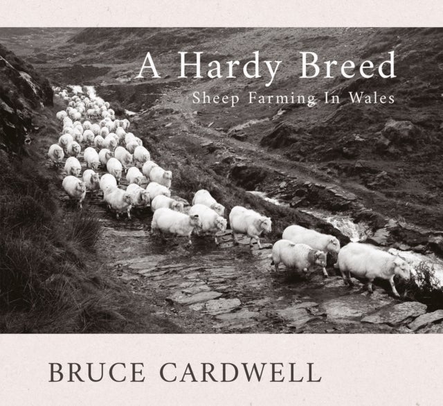 A Hardy Breed - Sheep Farming in Wales