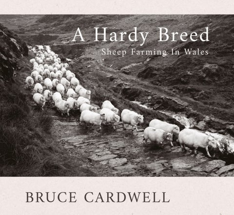A Hardy Breed - Sheep Farming in Wales