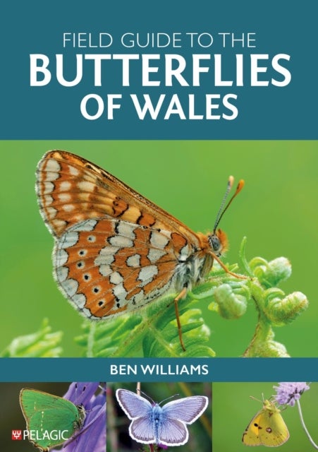 Field Guide to the Butterflies of Wales