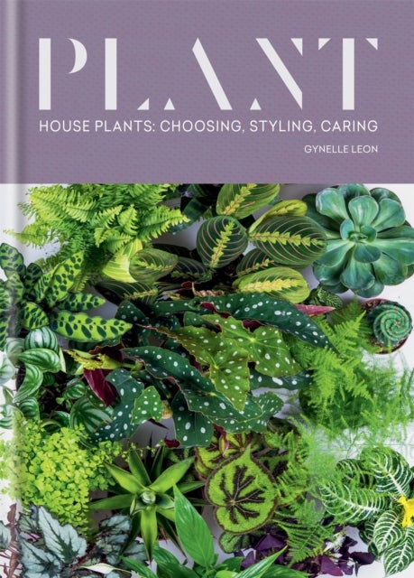 Plant - House plants: choosing, styling, caring