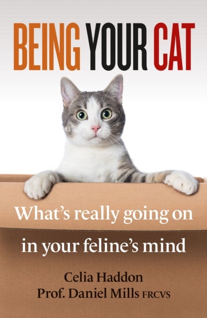 Being Your Cat - What's really going on in your feline's mind
