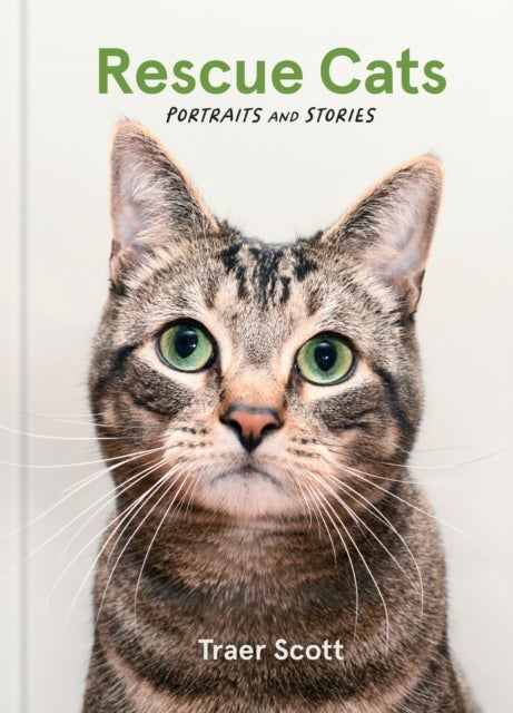 Rescue Cats - Portraits and Stories