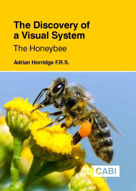 The Discovery of a Visual System: The Honeybee