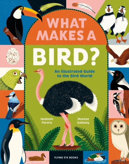 What Makes a Bird? - An Illustrated Guide to the Bird World