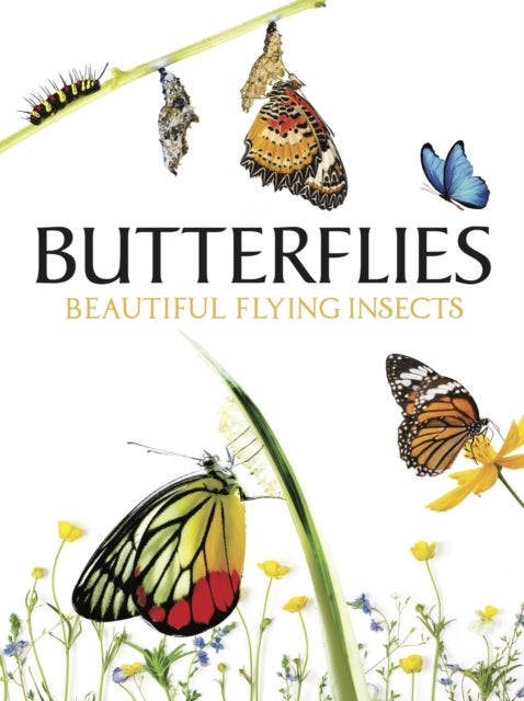Butterflies - Beautiful Flying Insects
