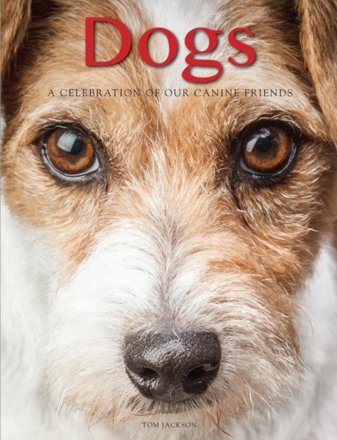 Dogs - A Celebration of our Canine Friends