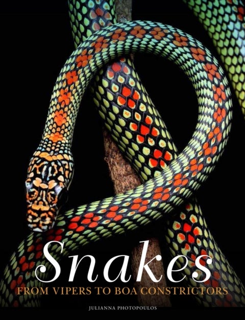 Snakes - From Vipers to Boa Constrictors