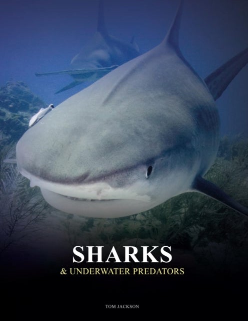 Sharks and Underwater Predators