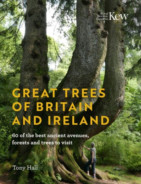Great Trees of Britain and Ireland - 60 of the best ancient avenues, forests and trees to visit