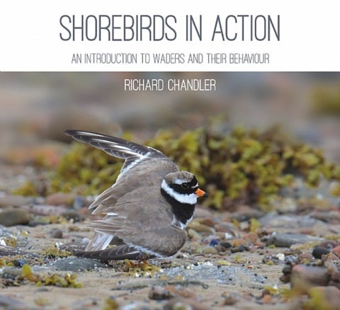 Shorebirds in Action - An Introduction to Waders and their Behaviour
