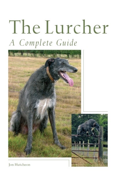 The Lurcher - A Complete Guide