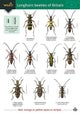 Guide to longhorn beetles of Britain