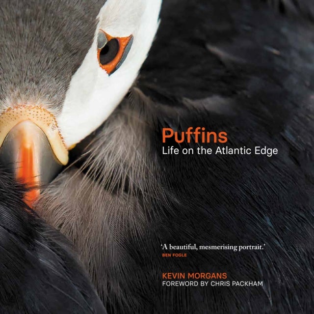 Puffins - Life on the Atlantic Edge