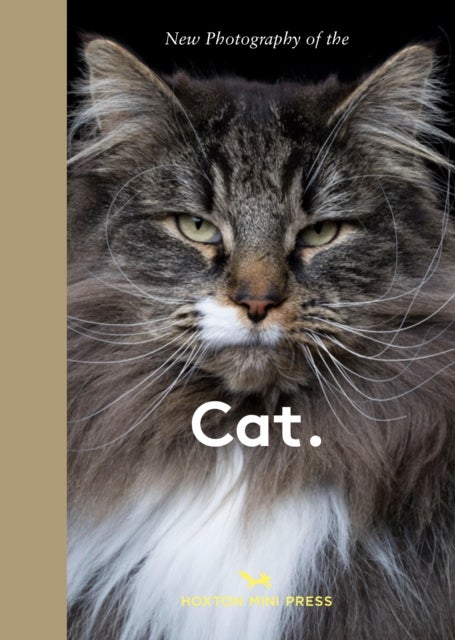 New Photography of the Cat. - The best new photography of cats.