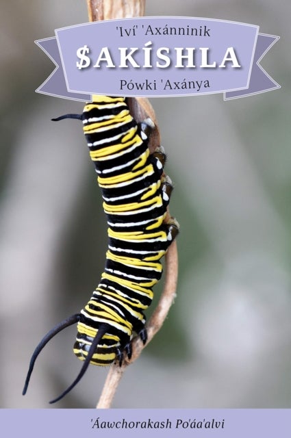 Ivi' Axanninik Sakishla Powki 'Axanya - English Translation: How the Caterpillar Got its Wings