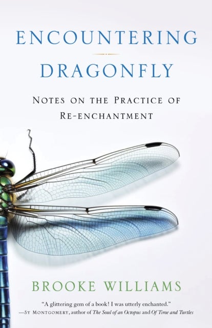 Encountering Dragonfly - Notes on the Re-enchantment of the World