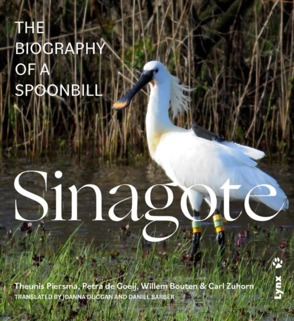 Sinagote, the biography of a spoonbill