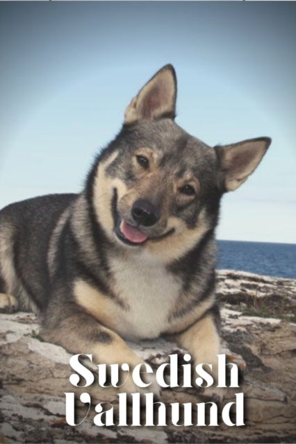 Swedish Vallhund - Dog breed overview and guide