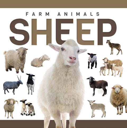 Sheep