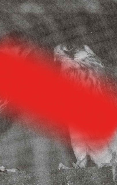 Modern Animal - A Second Cycle of Lectures on the Modern Lives of Animals