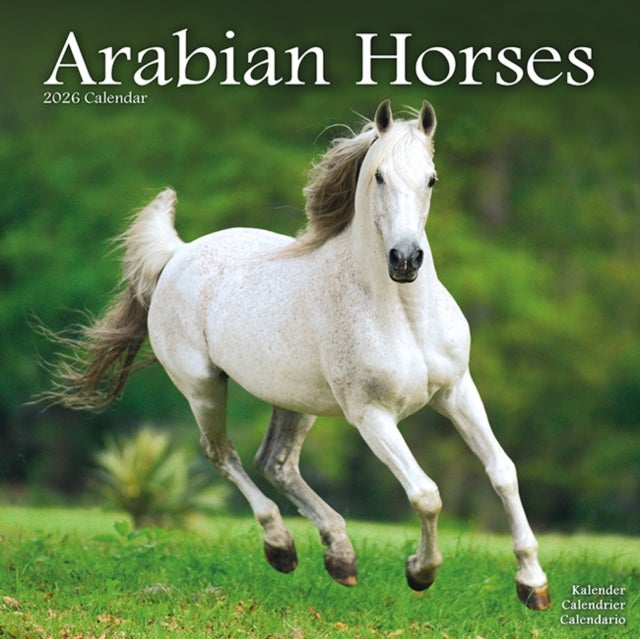 Kalender 2026 30x30 Arabian Horses