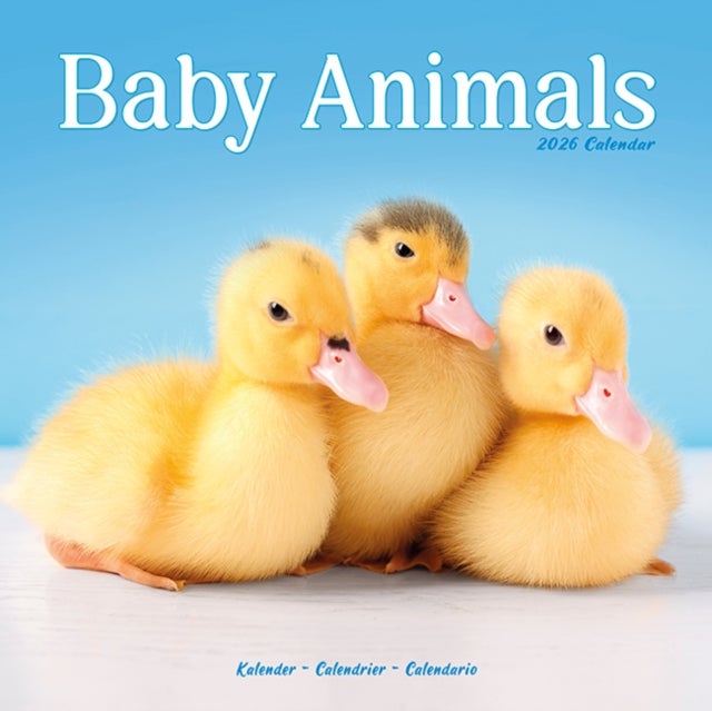 Kalender 2026 30x30 Baby Animals