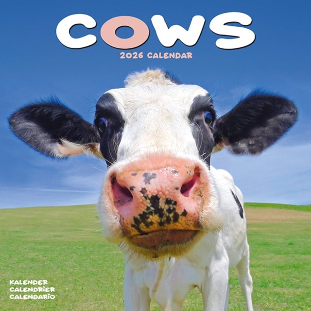 Kalender 2026 30x30 Cows