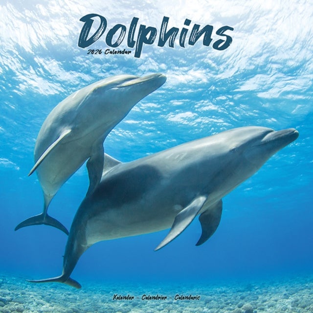 Kalender 2026 30x30 Dolphins