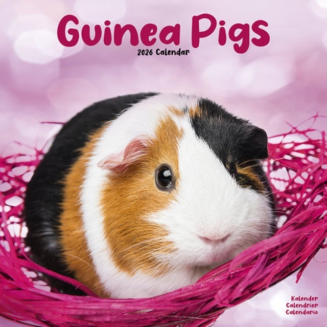 Kalender 2026 30x30 Guinea Pigs