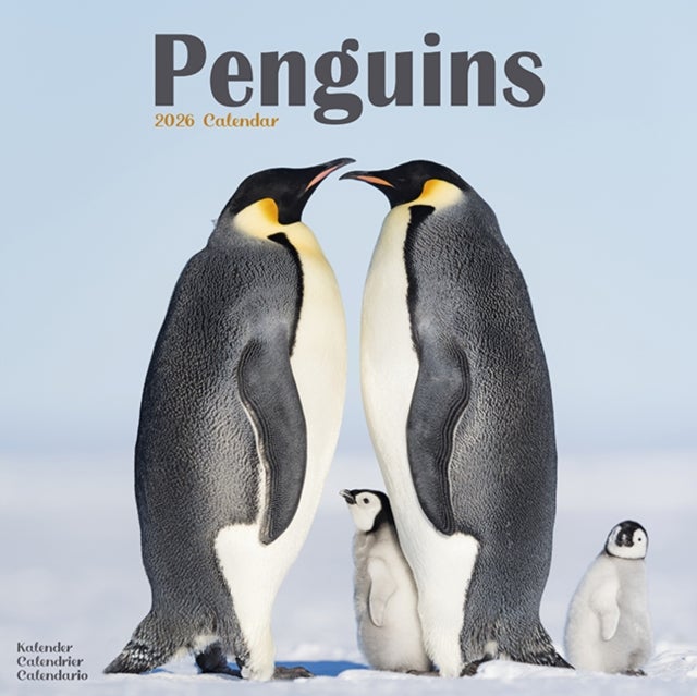 Kalender 2026 30x30 Penguins