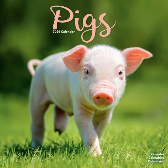Kalender 2026 30x30 Pigs