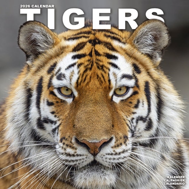 Kalender 2026 30x30 Tigers