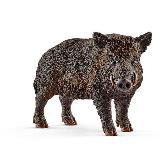 Wild Boar