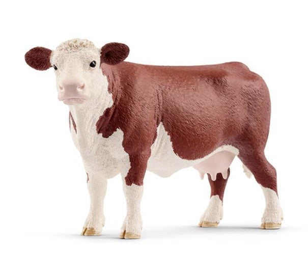 Hereford Cow