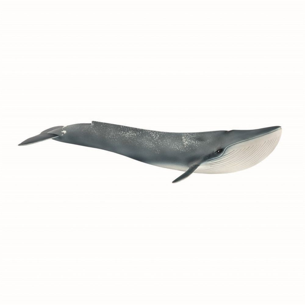 Blue whale