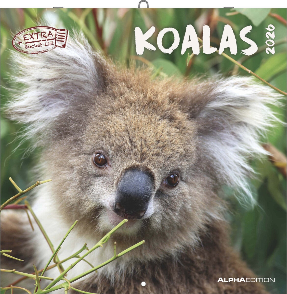 Kalender 2026 30x30 Koalas